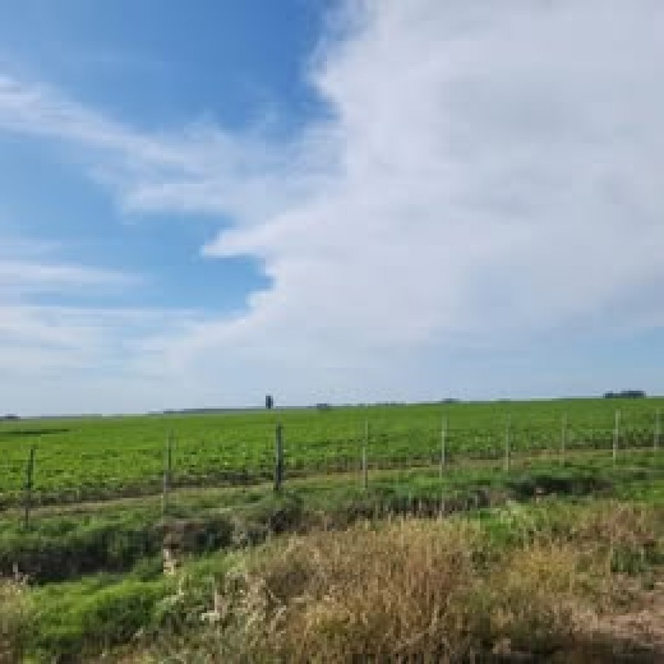 SE ALQUILA CAMPO DE 260 HRAS EN RUTA N°2. LAS ARMAS. AYACUCHO