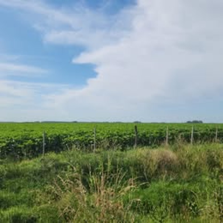 SE ALQUILA CAMPO DE 260 HRAS EN RUTA N°2. LAS ARMAS. AYACUCHO